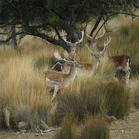 Vibes アパート エリセイラ