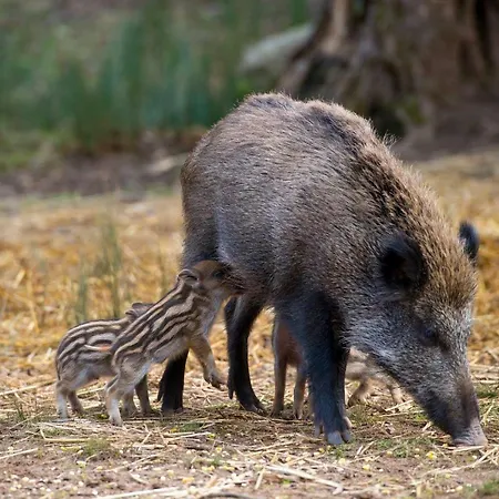 Vibes アパート *