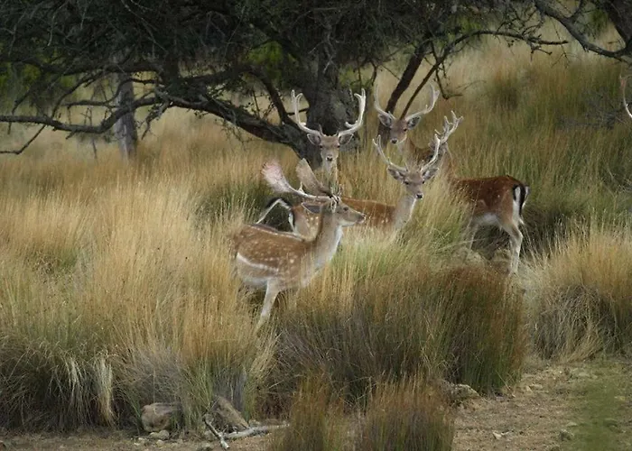 Vibes דירה אריסרייה